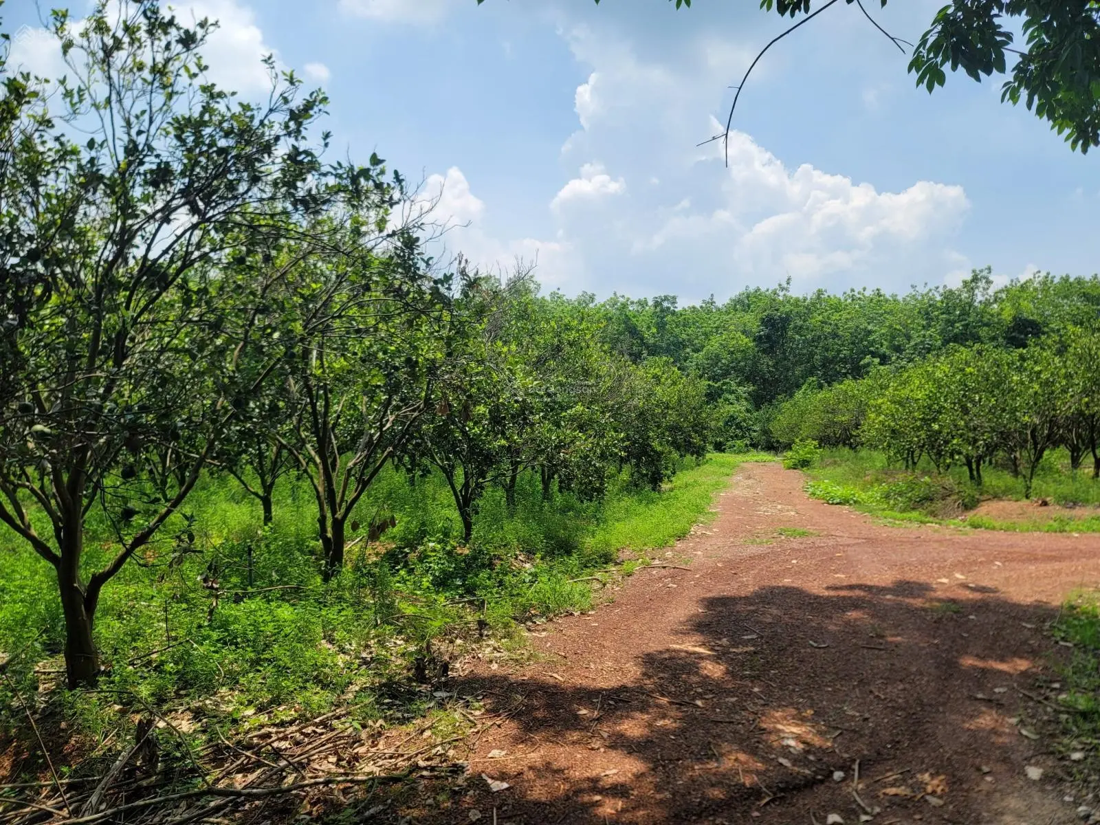 Bao ra sổ, giá còn thương lượng, 200m đất tại Xã Tân Định, Bắc Tân Uyên, Bình Dương