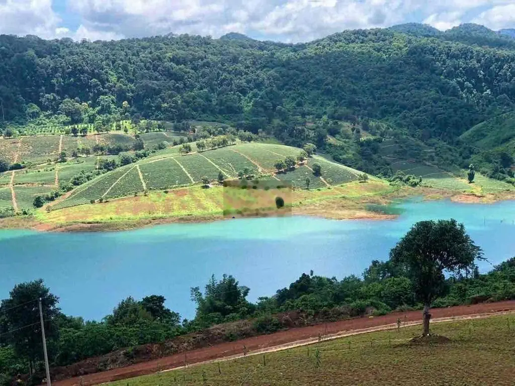 Đất sào đang trồng vườn cây ăn trái, view hồ lớn bán giá ngộp