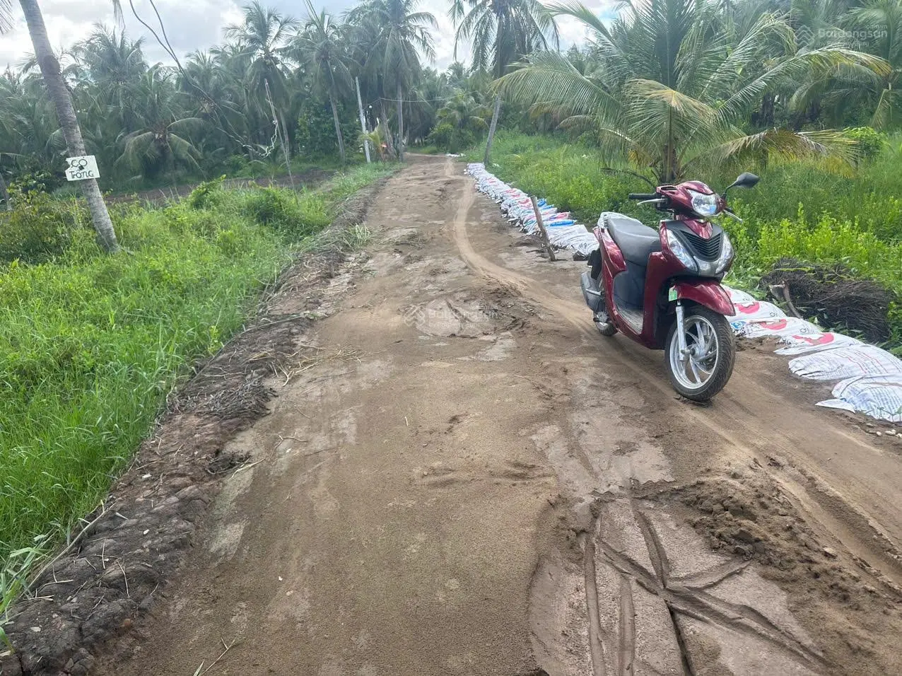 169 triệu có ngay đất thổ cư vườn dừa mát mẻ ở ngoại ô SG, cù lao Tân Phú Đông chuẩn bị xây cầu ạ