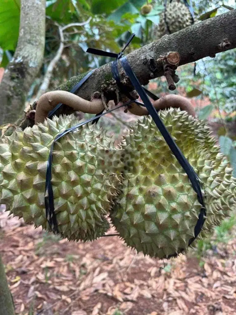 Bán đất có thổ cư Cách QL20 chỉ 12km đường liên thôn