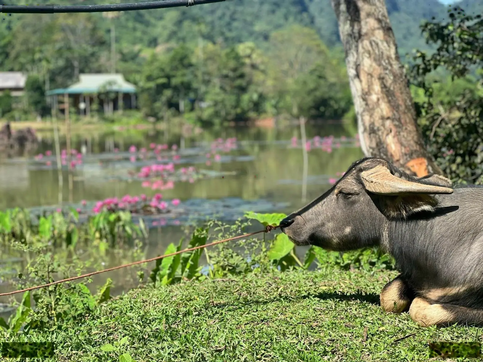 Siêu phẩm 3138 m2 view triệu đô Hồ Súng Tân Lạc 1,9 tỷ