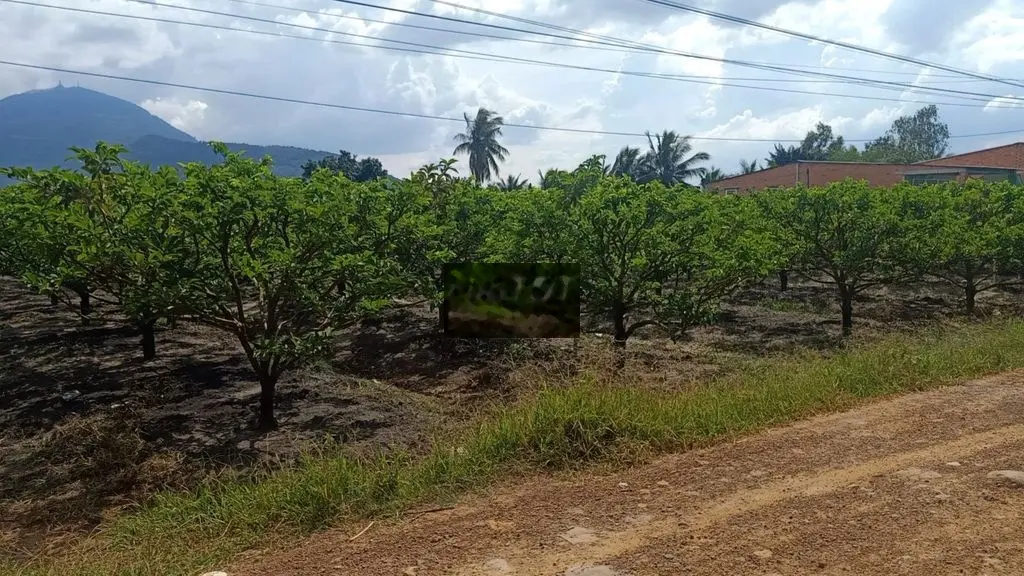 Bán gấp 3,4 công đất làm biệt thự,Tân Hưng,Tân Châu,Tây Ninh, 2,9 tỷ.