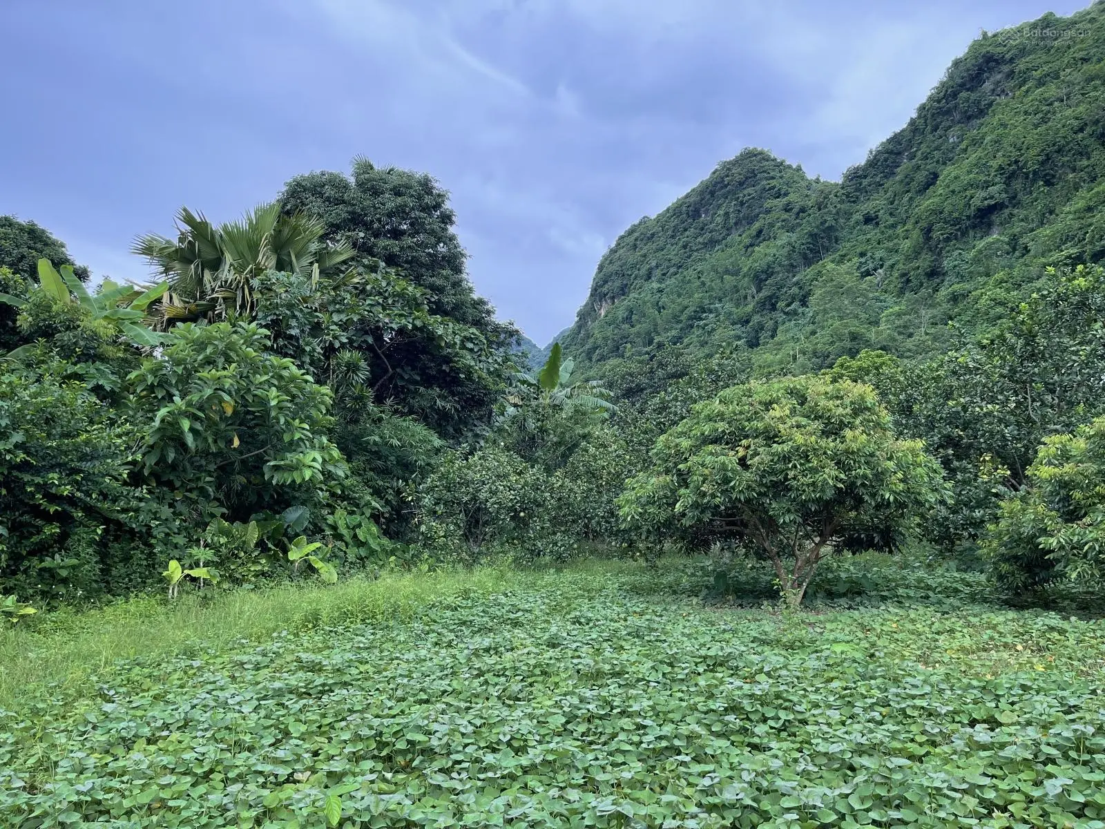 Bán gấp lô đất view núi cực đẹp tại Lương Sơn, Hoà Bình