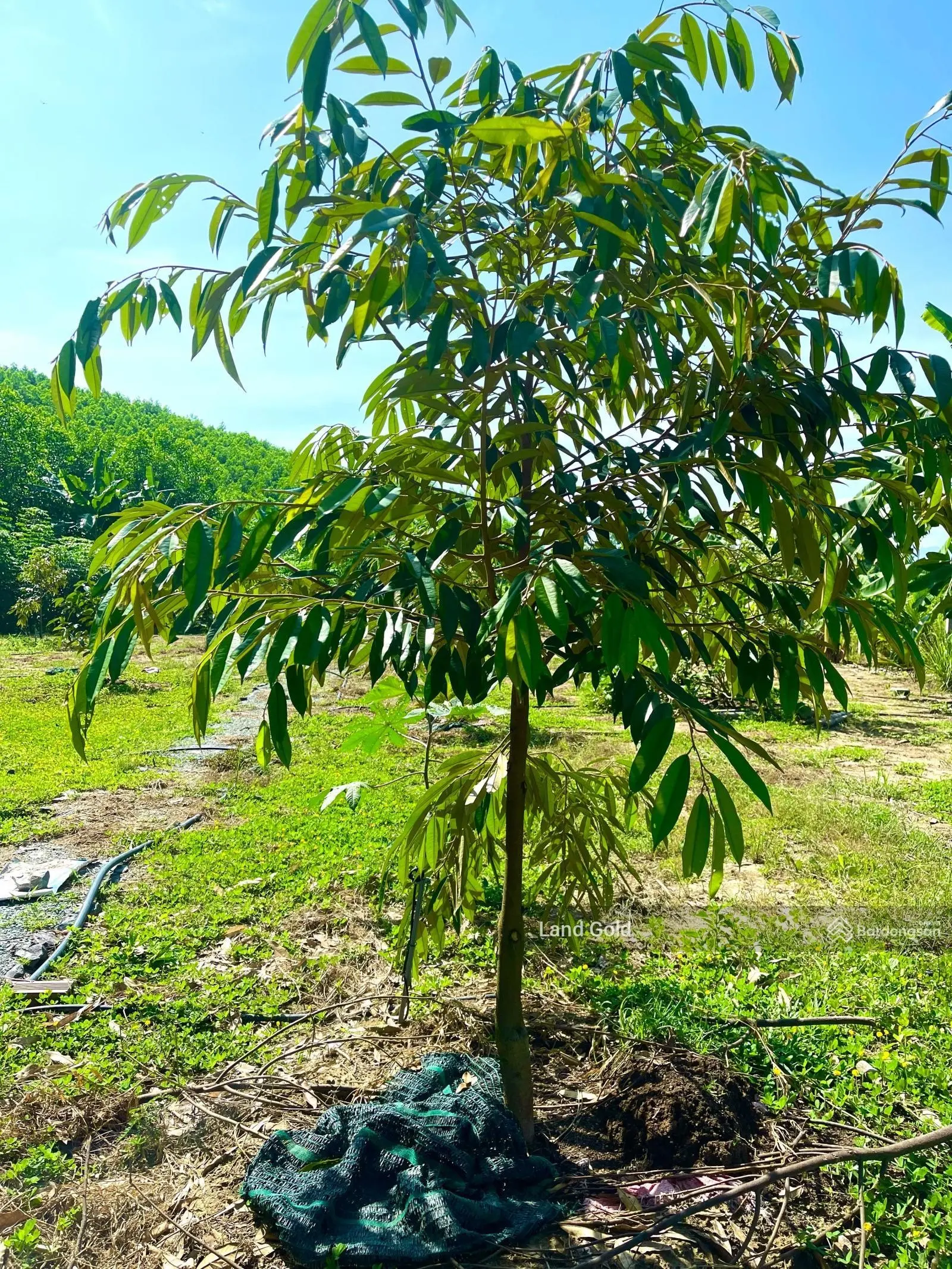 Khánh Trung farm 2700m2 siêu đẹp