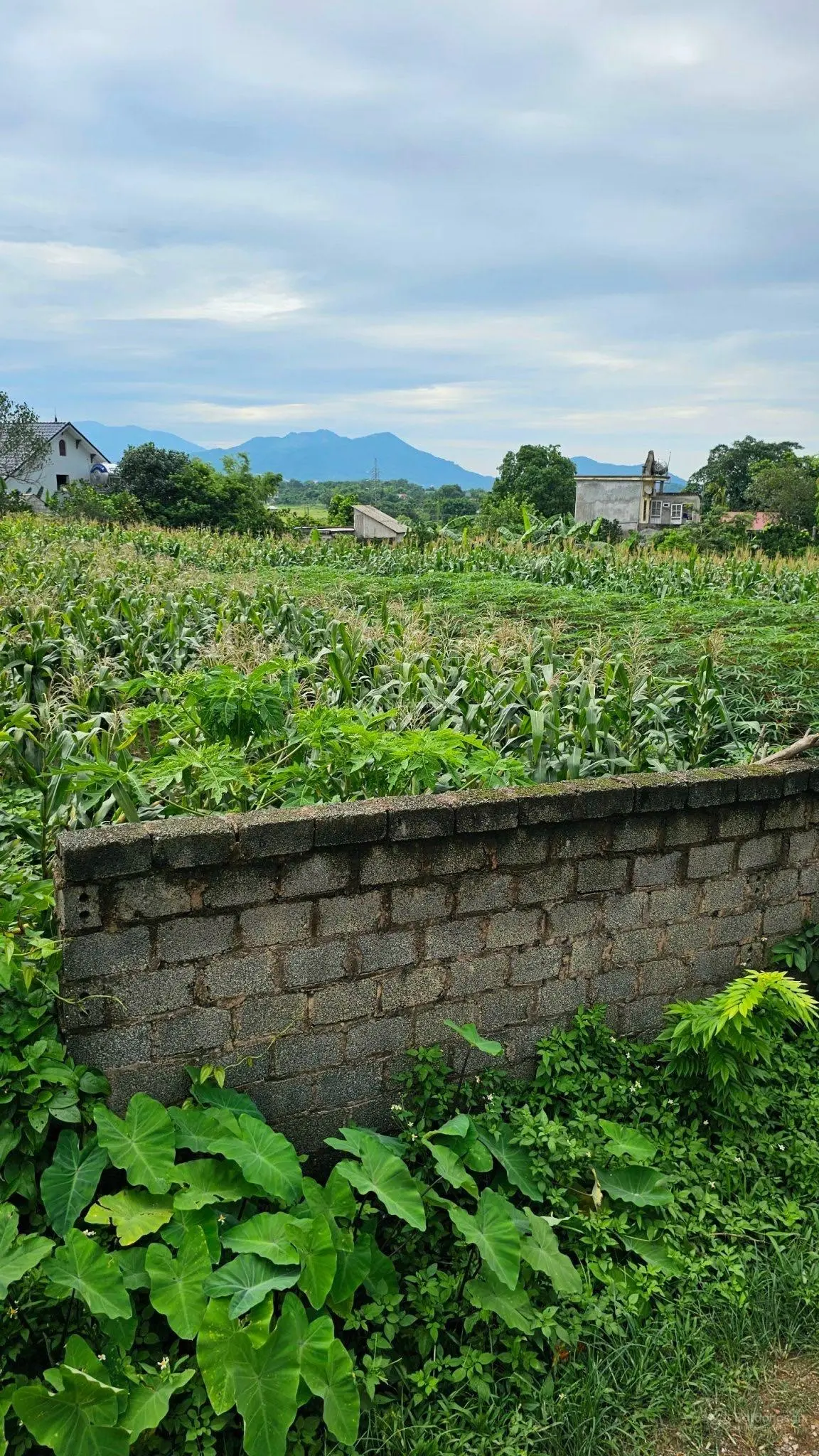 Cần chuyển nhượng lô đất. Địa chỉ: Đồng Chanh - Nhuận Trạch - Lương Sơn - Hòa Bình