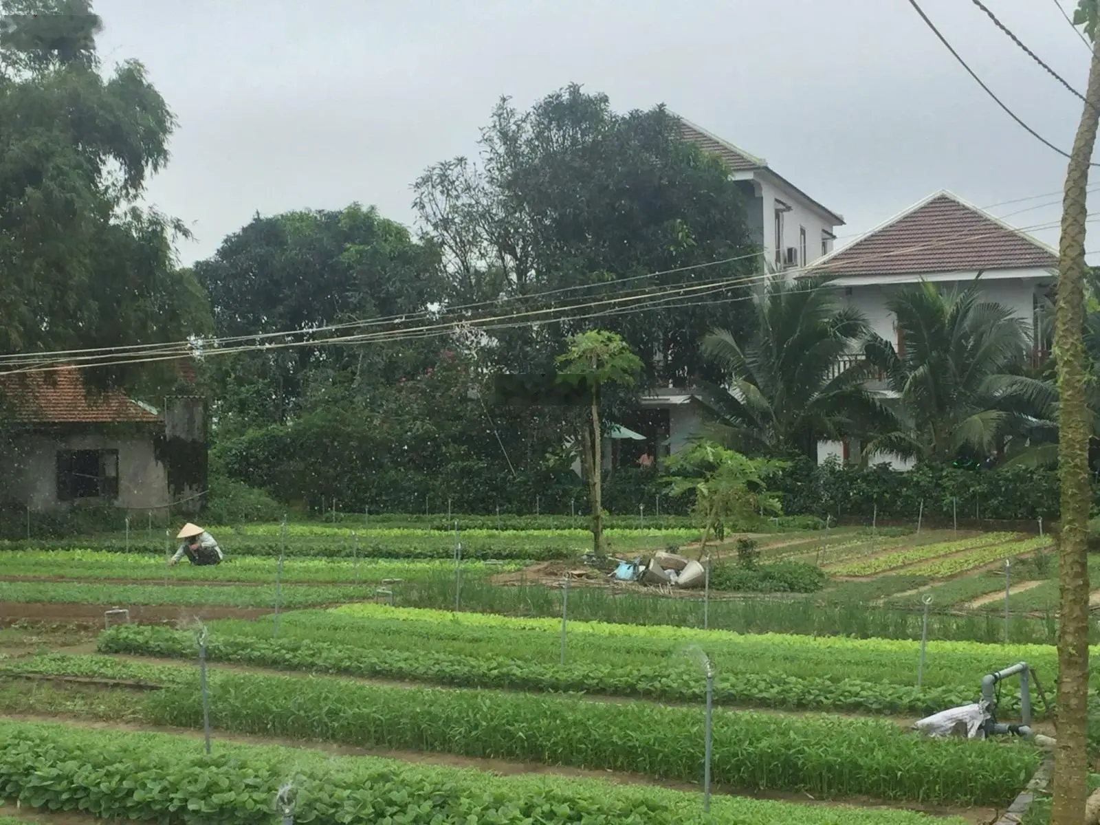 Bán biệt thự du lịch tại Trà Quế, Cẩm Hà, Hội An, Quảng Nam