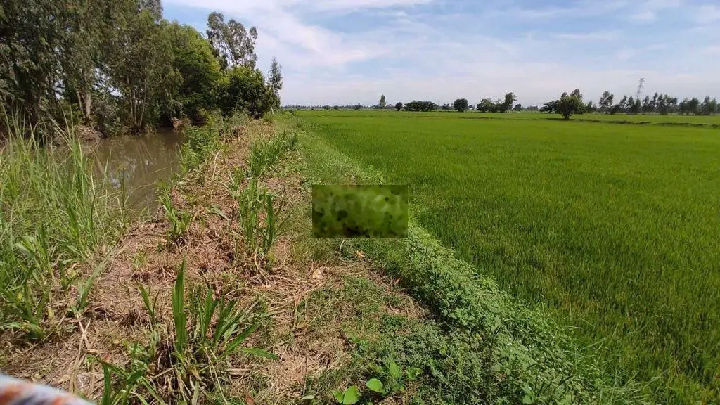 Bán đất ruộng kinh quýt an hòa châu thành an giang