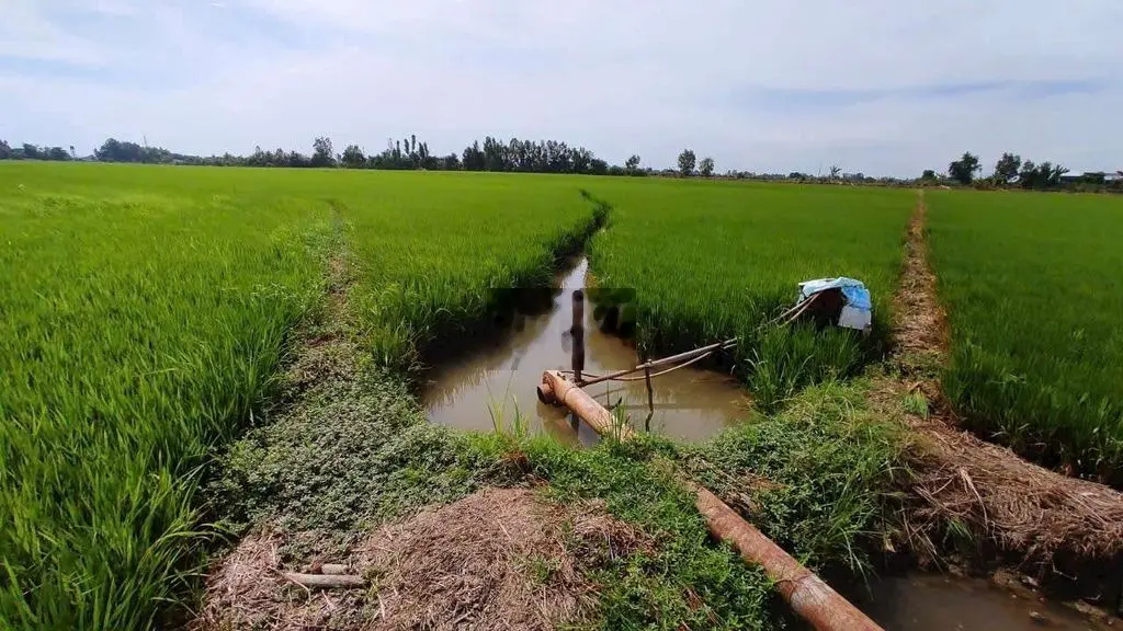 Bán đất ruộng kinh quýt an hòa châu thành an giang