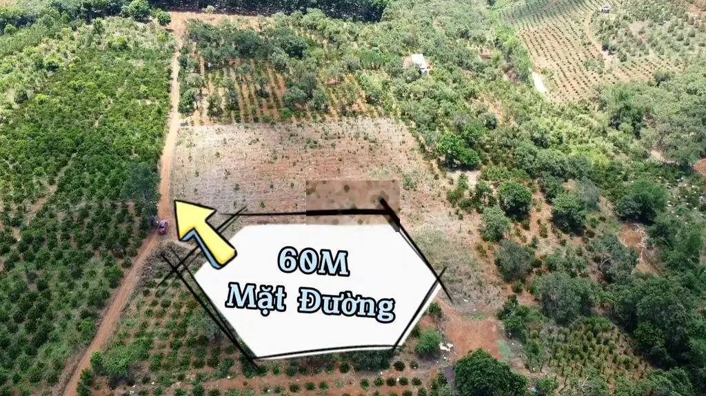 💥BÁN GẤP 1,4HA CÀ PHÊ SẦU RIÊNG BẰNG ĐẸP, 60M MẶT ĐƯỜNG💥