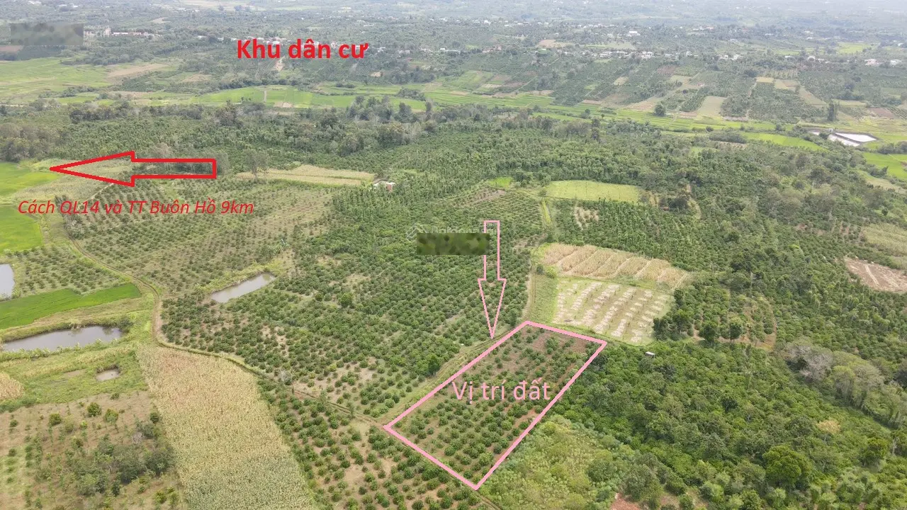 115 triệu có ngay 600m2 đất vườn cà phê xã Ea Siên - Thị Xã Buôn Hồ - Đắk Lắk