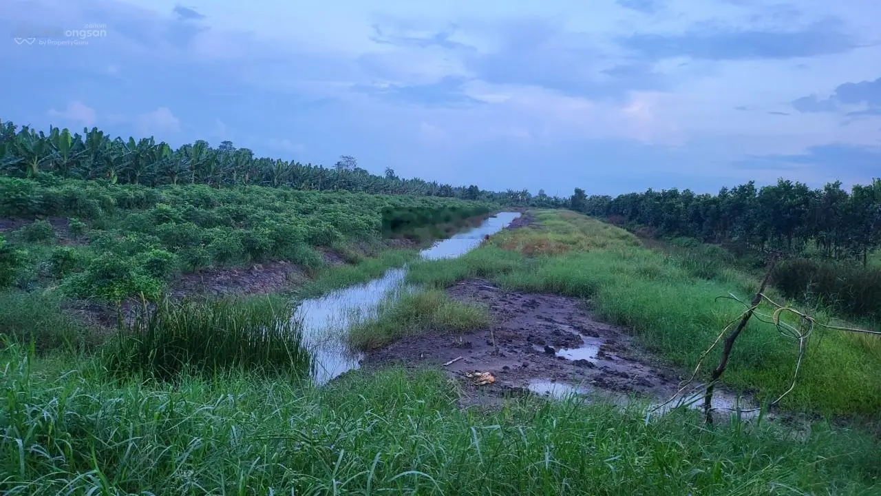 Bán đất nông nghiệp, 2 mặt tiền lộ gần chợ Bình Hàng Tây, Đồng Tháp