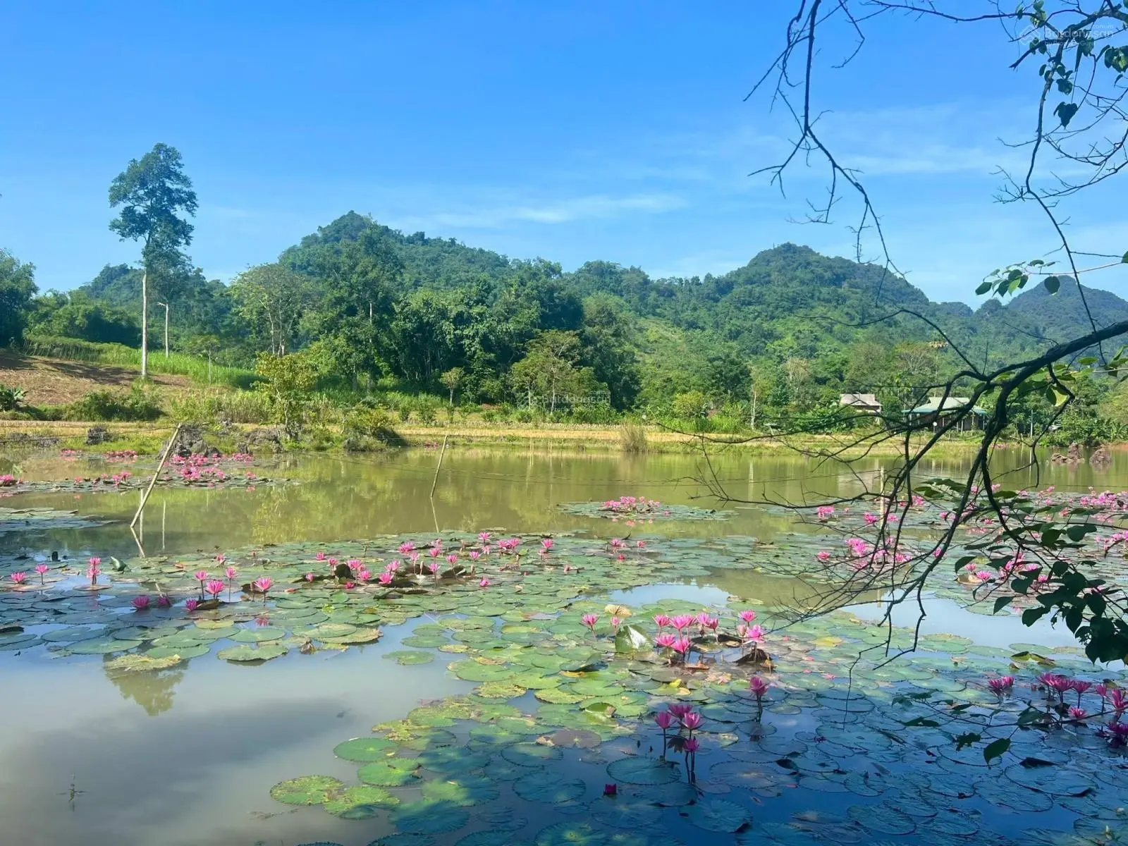 Siêu phẩm 3138 m2 view triệu đô Hồ Súng Tân Lạc 1,9 tỷ