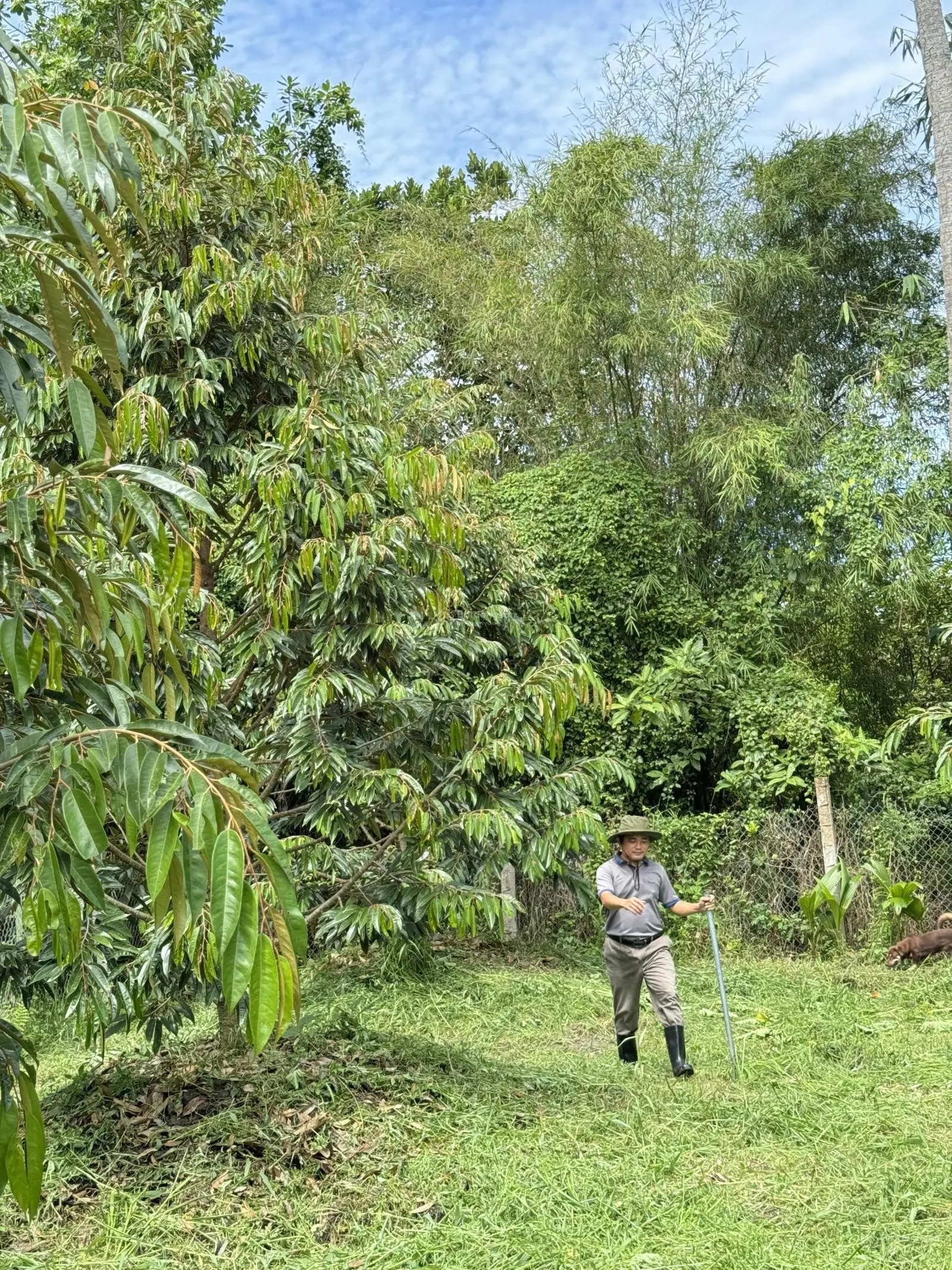 Bán khu vườn sinh thái tuyệt đẹp kế ĐH Nam Cần Thơ 1Km có thu nhập hàng tỷ mỗi năm