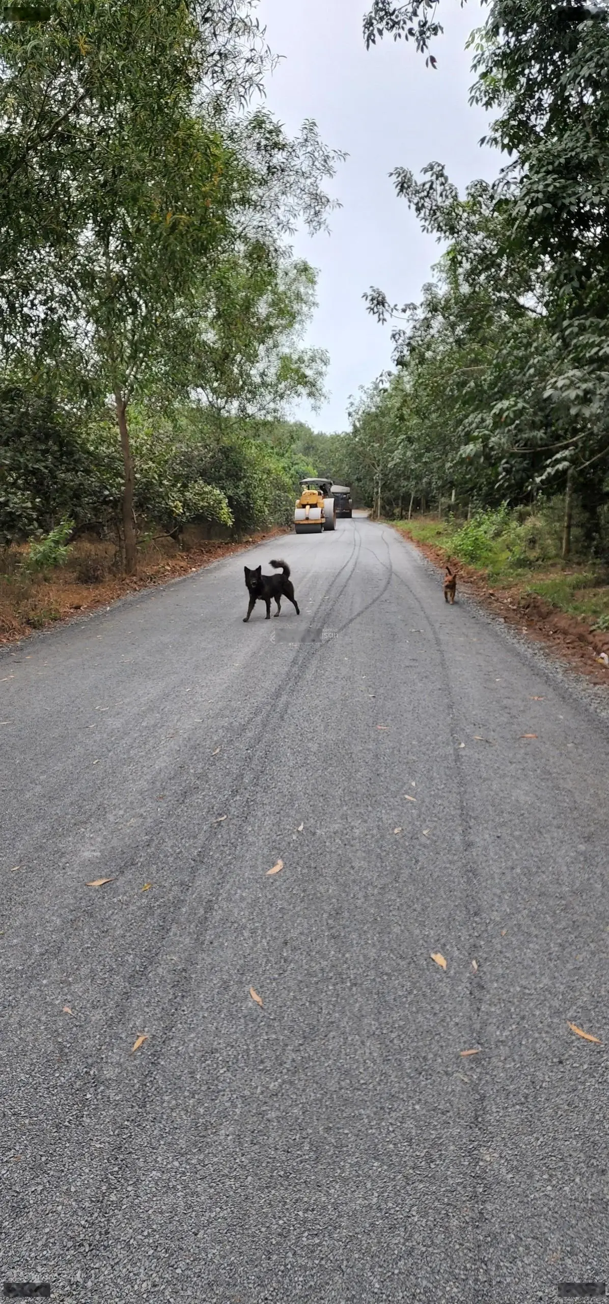 Bán gấp 1 hecta, Hoà Bình, Xuyên Mộc, BRVT