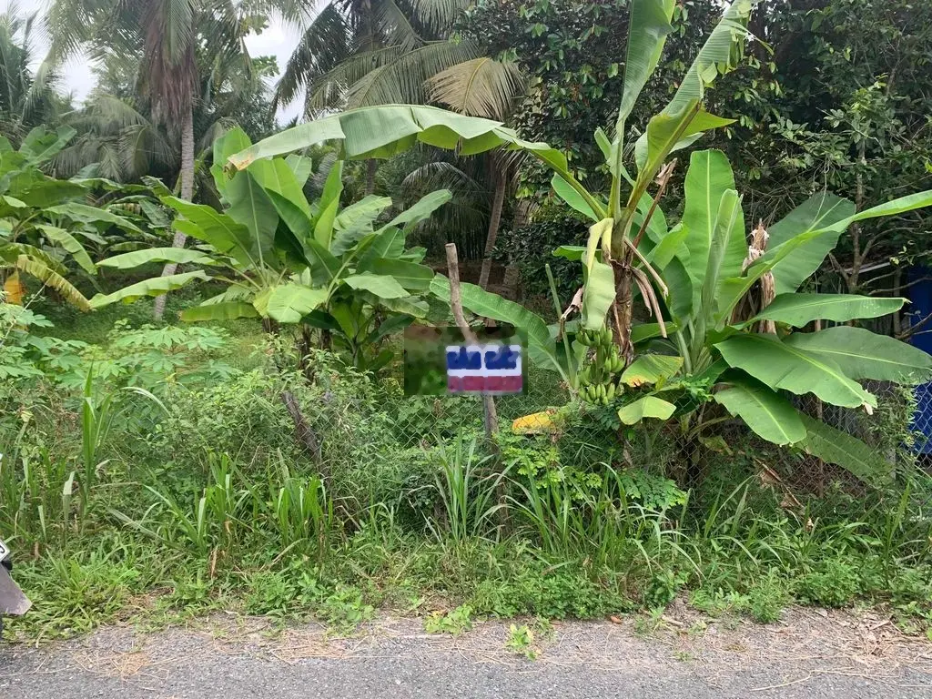 Nền Quang Phú Hiếu Phụng