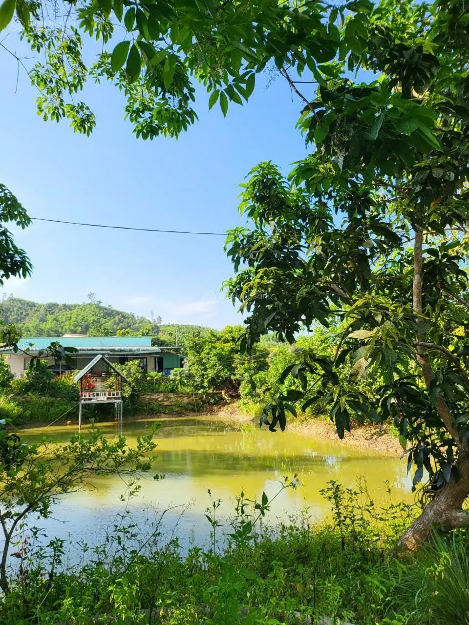 bán 25.000 m2 ( 2 hetta ) đất trồng cây lâu năm sổ hồng đường ô tô tải ! tại hòa ninh