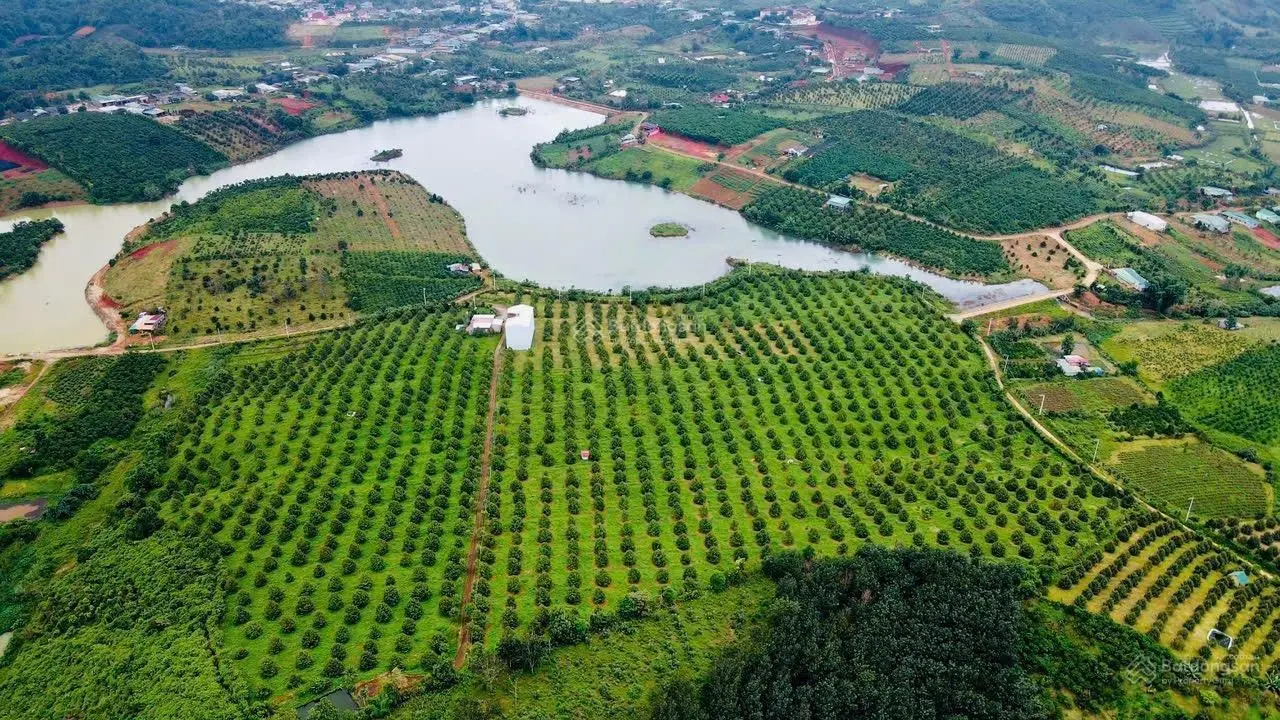 15ha, 750m mặt tiền sát hồ lớn, 1500m2 thổ cư, 1260 cây sầu riêng 6năm, nhà yến 950m2 sàn chỉ 65 tỷ