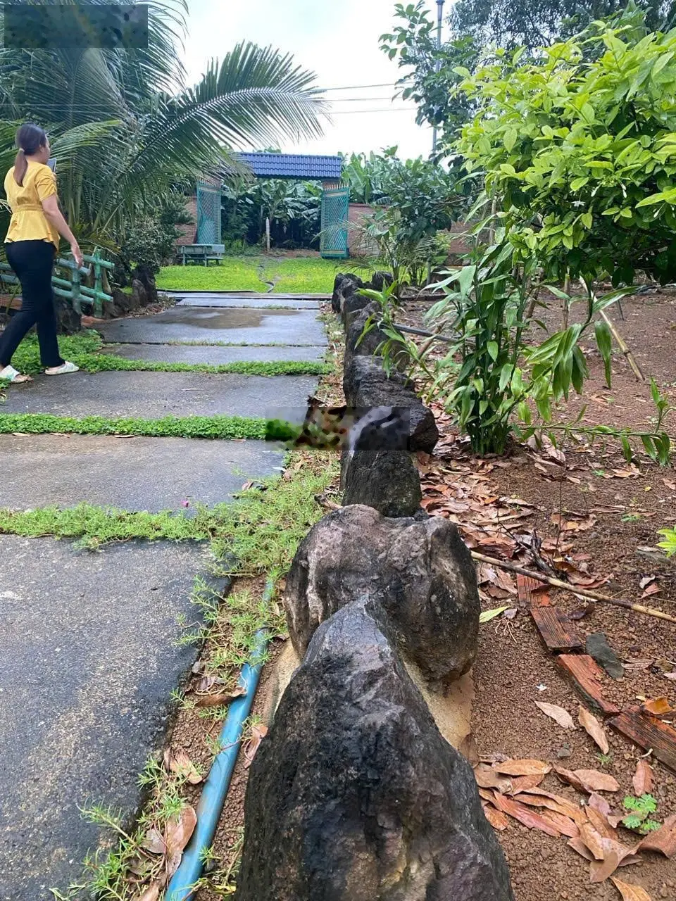 Bán đất tặng nhà vườn mái Thái 1856m2 siêu đẹp tại Phú Túc, đường ô tô, sổ riêng mà giá chỉ 4,2 tỷ