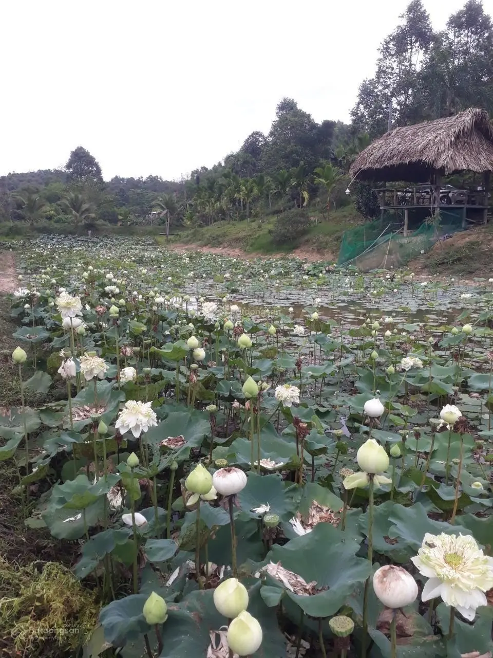 Bán 4.9 mẫu đất Đức Phổ, Cát Tiên, Lâm Đồng giá rẻ nhất 223 triệu/ sào