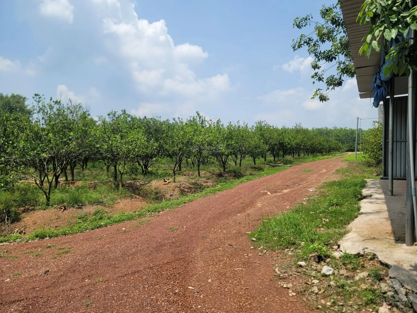 Bao ra sổ, giá còn thương lượng, 200m đất tại Xã Tân Định, Bắc Tân Uyên, Bình Dương