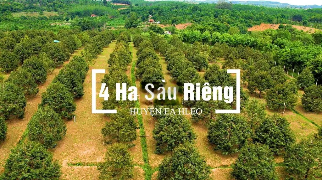 Bán 3.2ha full sầu riềng. 350 Cây Thu Mạnh Ea Hleo