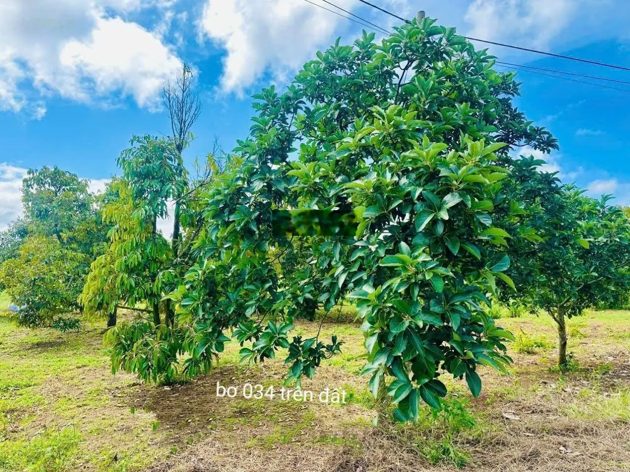 Bán lô đất nằm trong KDC, KCN tiềm năng 75ha đường ô tô tới đất đất sẵn sầu riêng giá chỉ 2xxtr