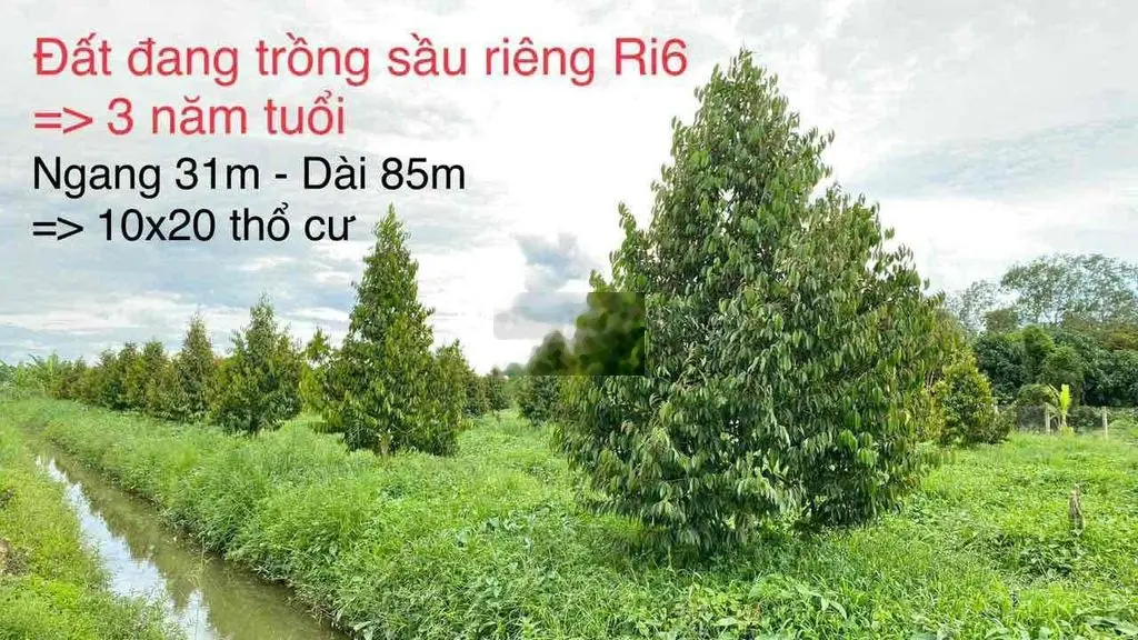 BÁN 2218m2 ĐẤT CÓ THỔ CƯ TRÊN ĐẤT CÓ SẦU RIÊNG