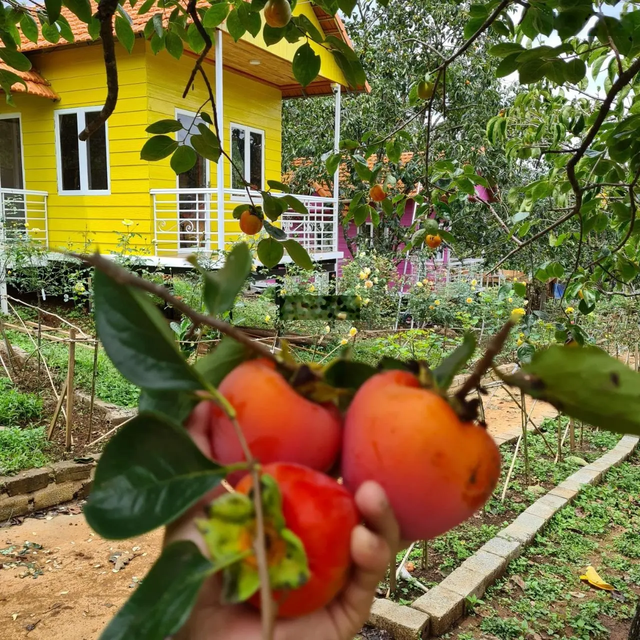 Bán khu homestay vườn hồng đang hoạt động, sức chứa 50 khách đầy đủ tiện nghi thoải mái