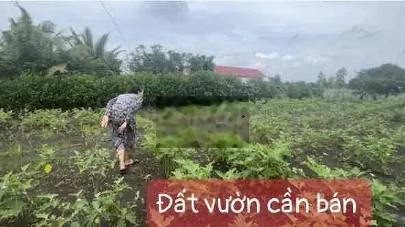 Ngợp quá! cần bán mảnh vườn tâm huyết