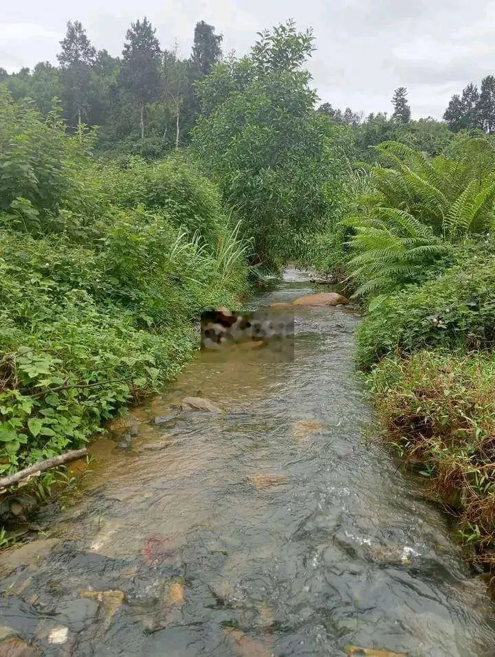 Ra đi trang trại cứu chủ