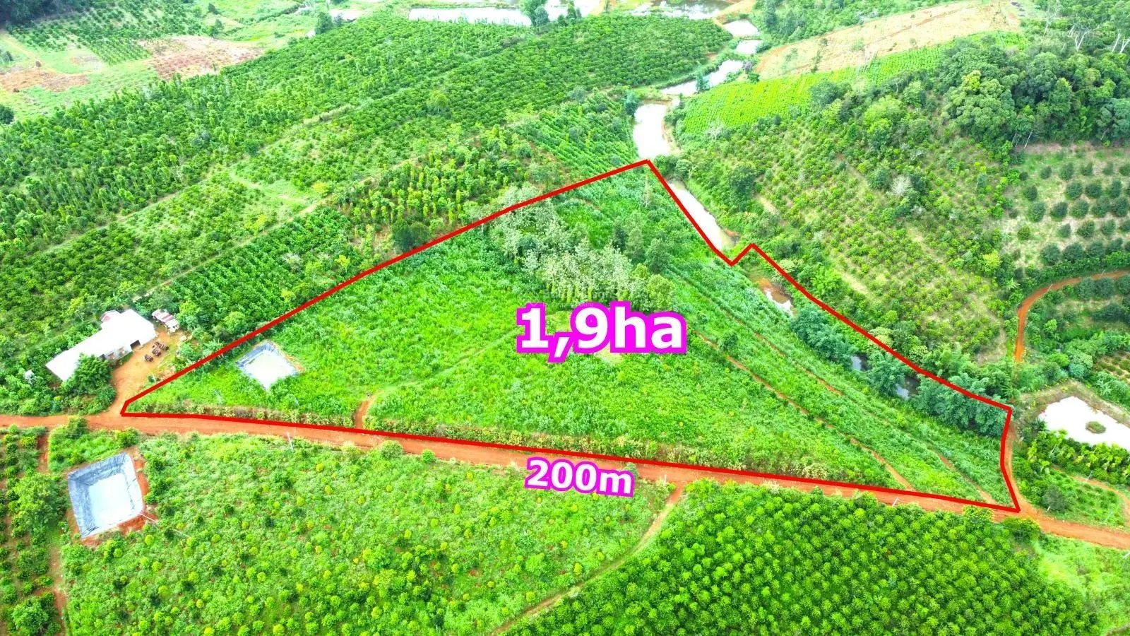 1,9ha rẫy sầu riêng giá rẻ tại thành phố Gia Nghĩa, 200m mặt tiền đường, đất bằng