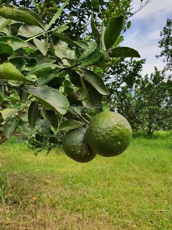 Chính chủ bán vài lô đất xã Bình Lợi