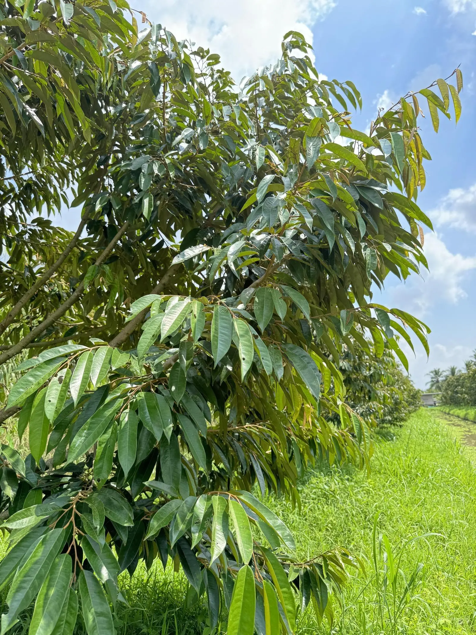 Bán khu vườn sinh thái tuyệt đẹp kế ĐH Nam Cần Thơ 1Km có thu nhập hàng tỷ mỗi năm