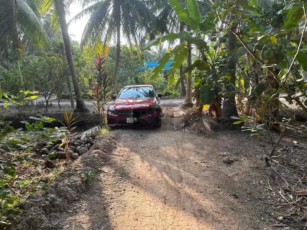 945 Triệu có ngay 2332m vườn cây ăn trái : dừa, bưởi, mít…sẵn ao cá.