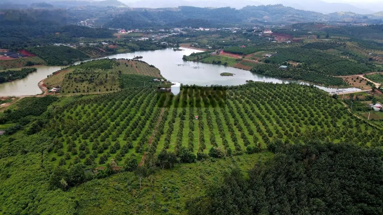 Siêu phẩm vườn sầu riêng ngay trung tâm xã Lộc Bảo, huyện Bảo Lâm, Lâm Đồng