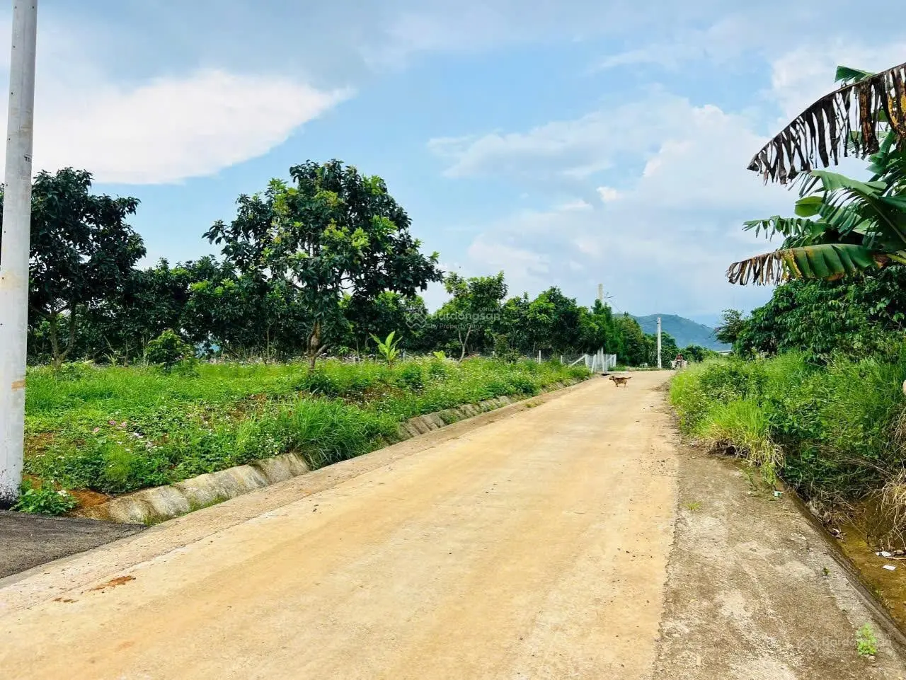 Bán đất sào sẵn 50 cây ăn trái có thổ cư Lộc Đức, Bảo Lâm, Bảo Lâm