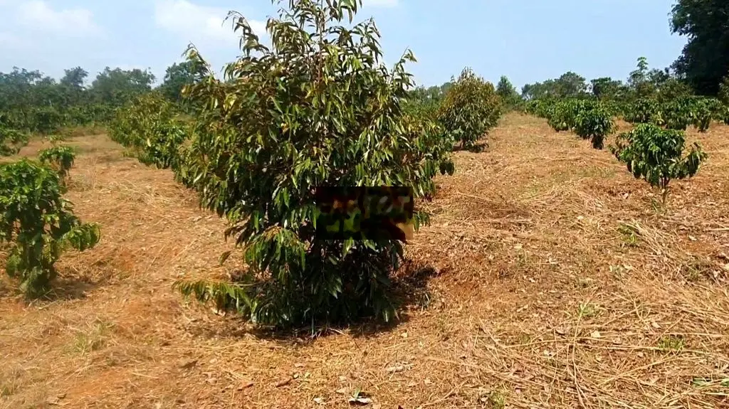 💥2,56HA CÀ PHÊ XEN SẦU RIÊNG CỰC ĐẸP - ĐẮK R'LẤP, ĐẮK NÔNG💥