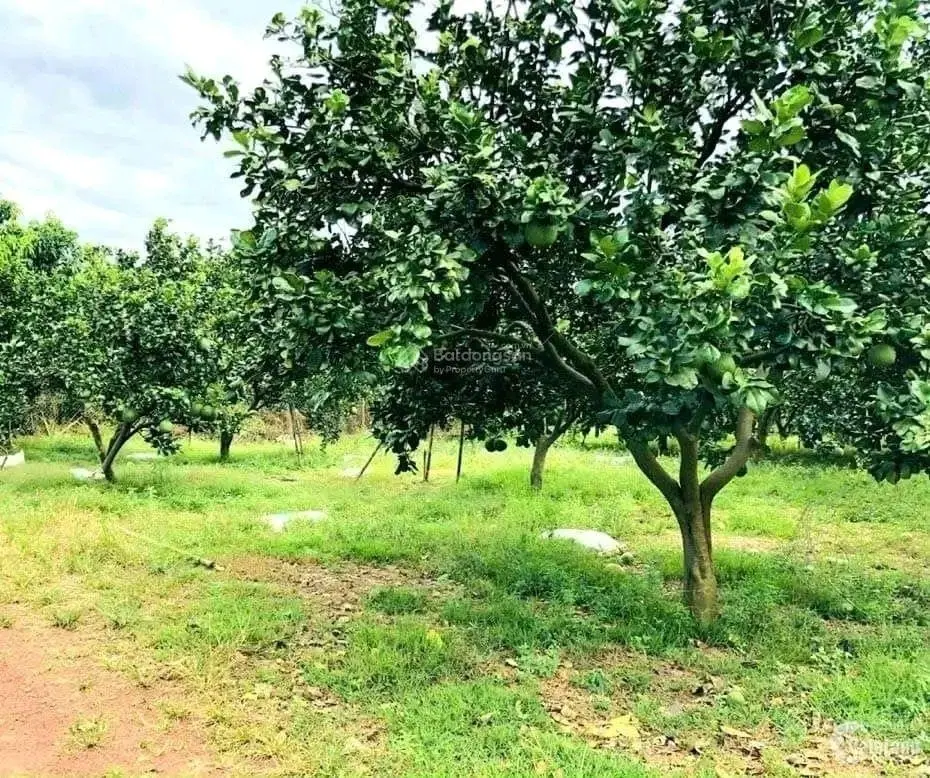 Chính chủ cần bán gấp lố đất Bình Dương sẵn thổ cư, mặt tiền đường nhựa, sổ hồng riêng