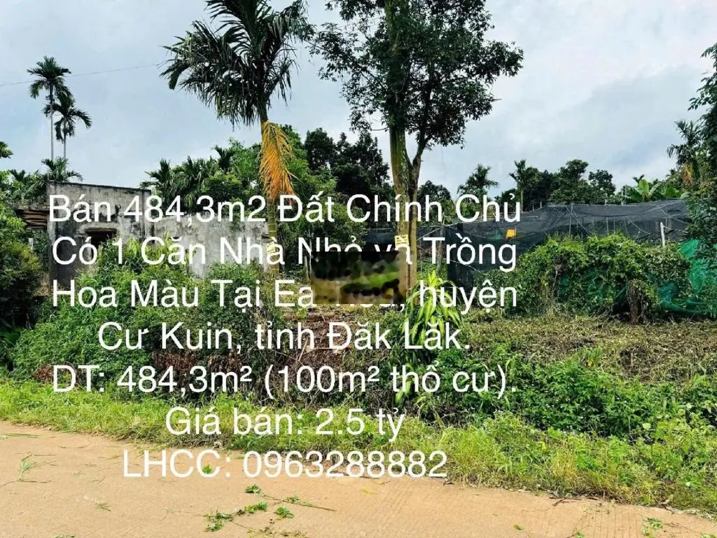 Bán 484,3m2 Đất Chính Chủ Có 1 Căn Nhà Nhỏ -Trồng Hoa Màu Tại Cư Kuin