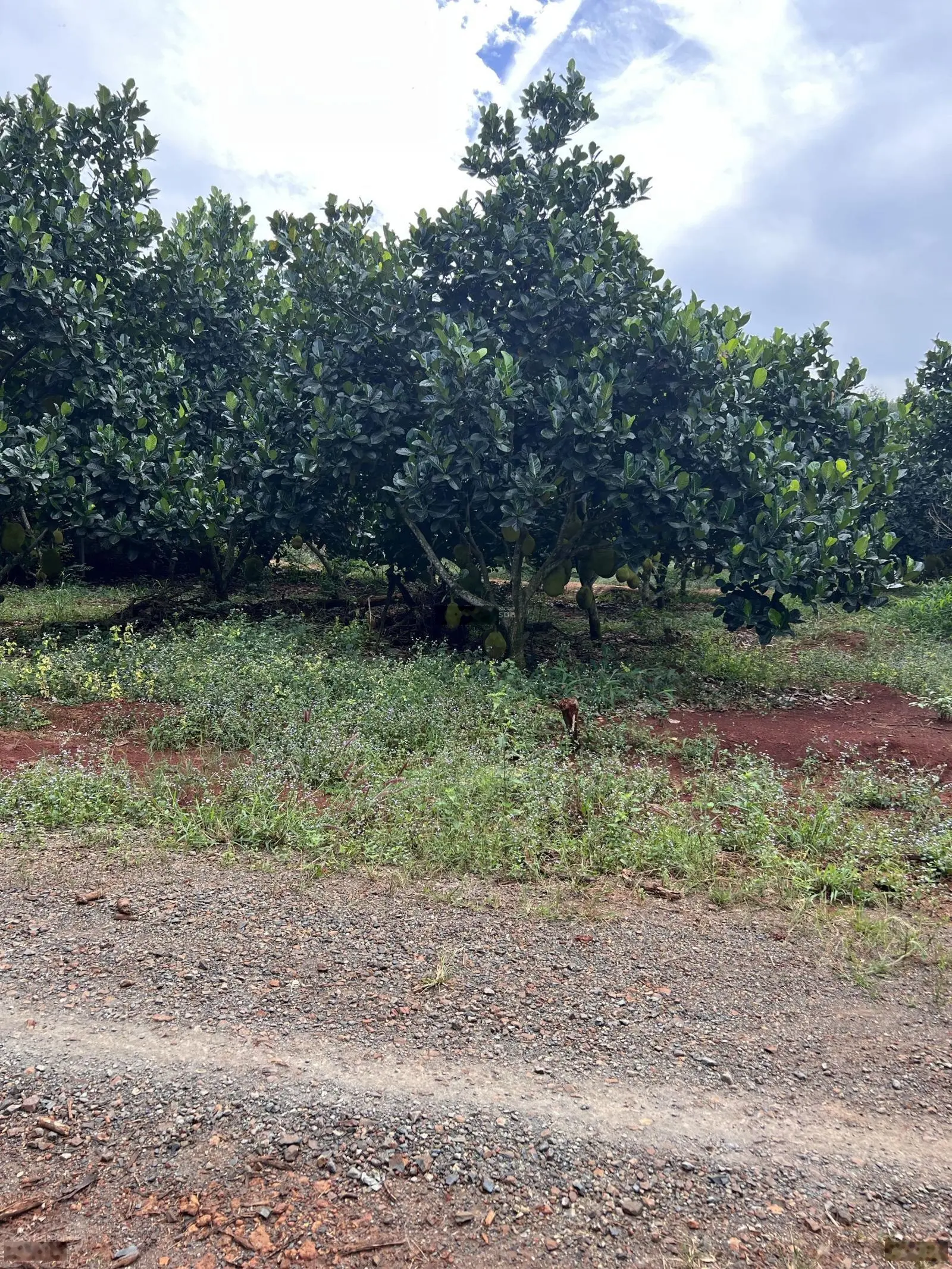 Cần bán hơn 1.8ha (18000m2) đất đỏ, Xuân Tâm, Xuân Lộc, ĐN, gần nhựa, có 186m MT. Giá cực tốt