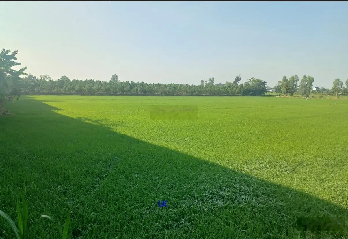 Bán đất lúa: 65.000m2 (Mặt tiền 120m, nở hậu) đường đá xe ô tô, xã Tân Hội Trung, H Cao Lãnh