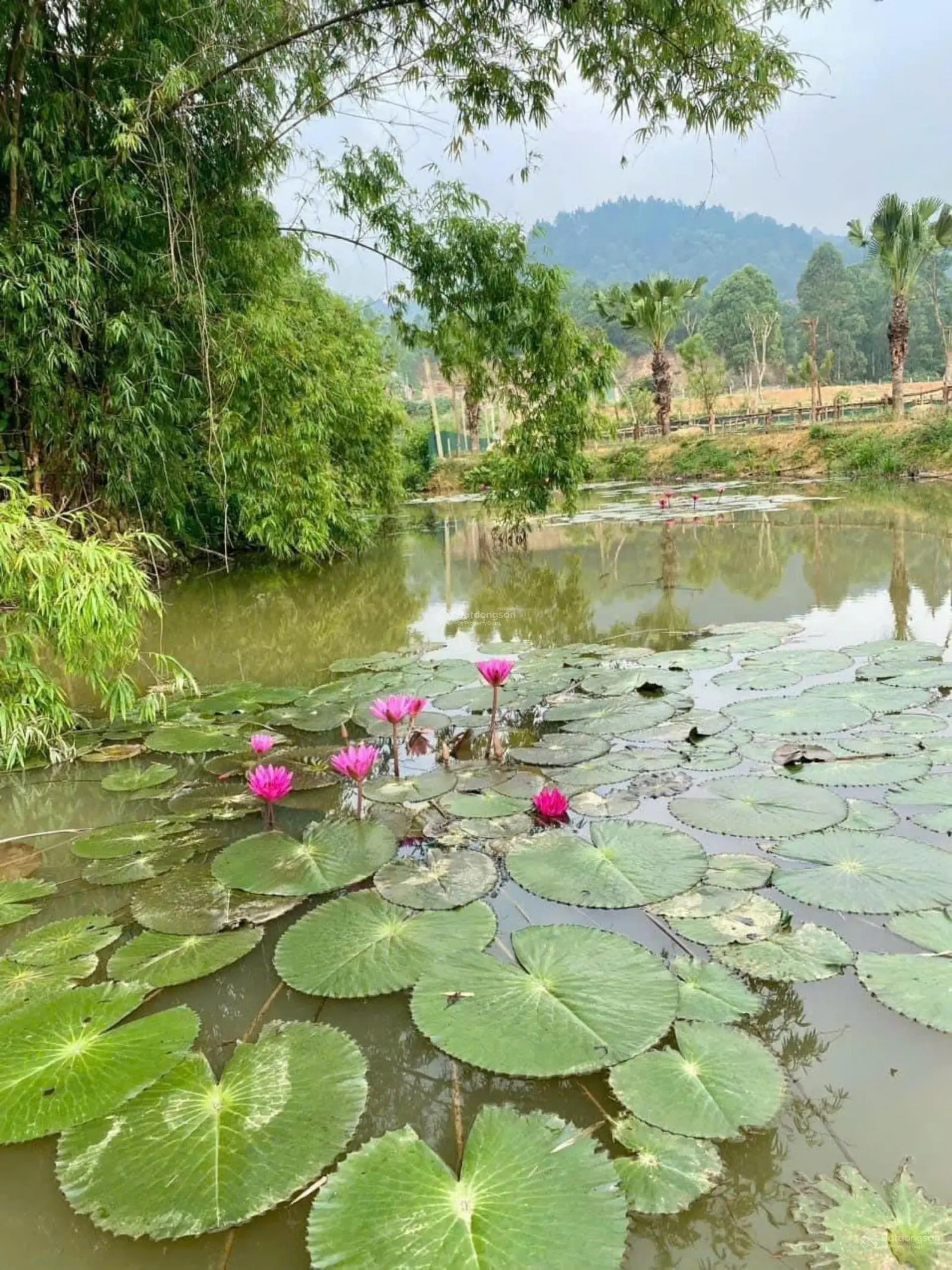 Hàng hiếm tại Ngọc Thanh, Phúc Yên, Vĩnh Phúc - Bán khu biệt thự nghỉ dưỡng 27.000m2