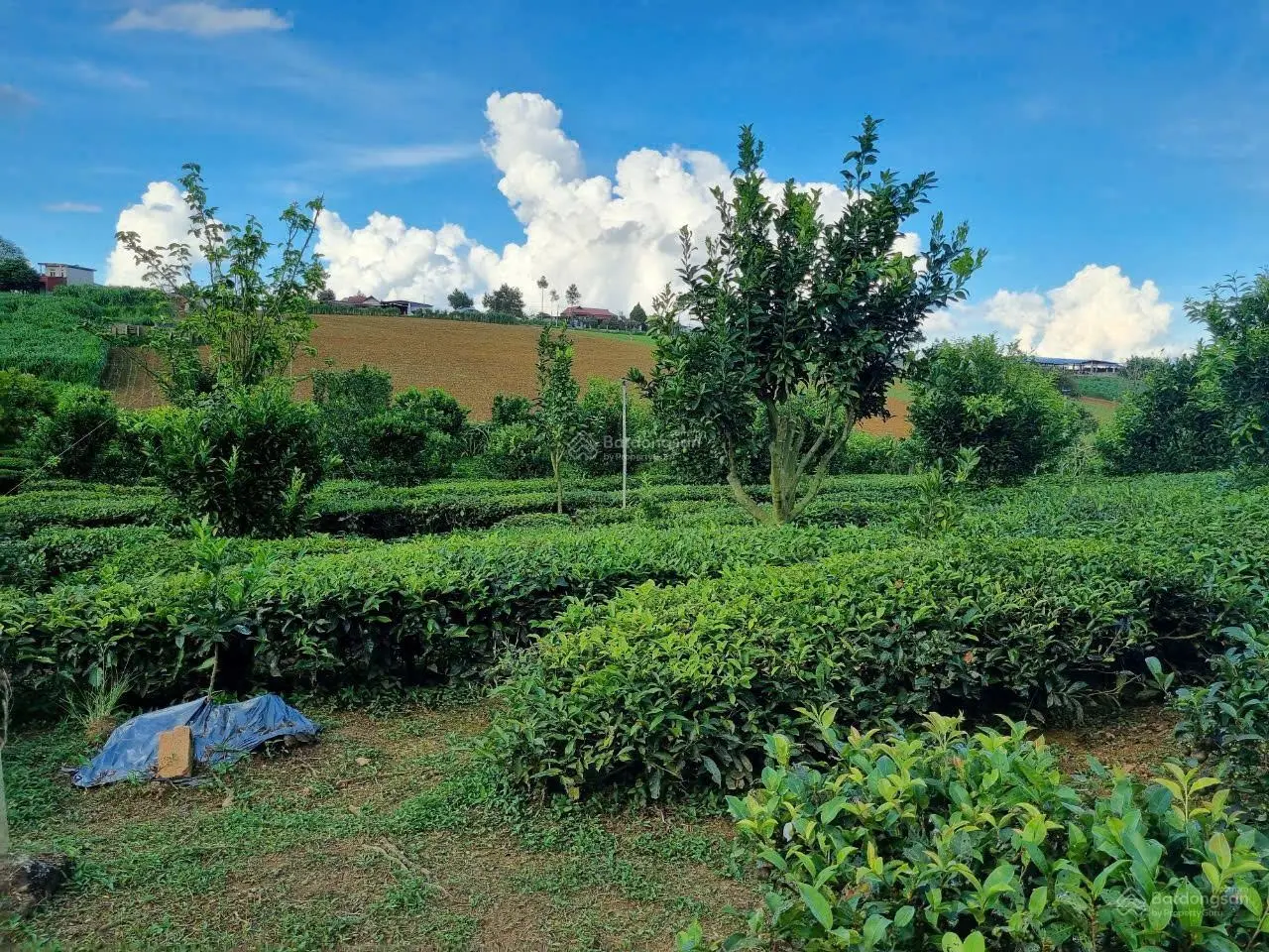 Bán đất trung tâm TT Nông Trường, Mộc Châu thích hợp xây dựng khu nghỉ dưỡng, Homestay, khách sạn