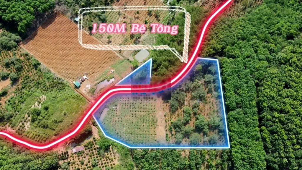 💥CHỈ 800TR SỞ HỮU NGAY LÔ ĐẤT RẪY CÀ PHÊ 150M BÊ TÔNG💥