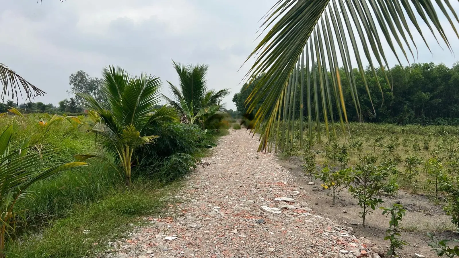 Bán đất nông nghiệp, Kênh 10, đường ôtô, gần KĐT SingViet, KCN Lê Minh Xuân,Vành Đai 3,H.Bình Chánh