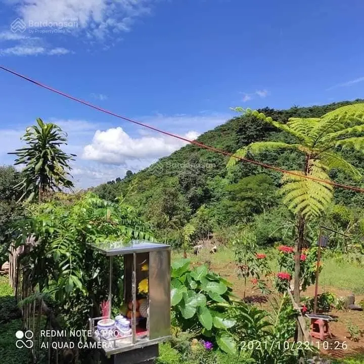 bán trang trại 3 ha 30 tỷ cách sân bay liên khương 1km lâm đồng .