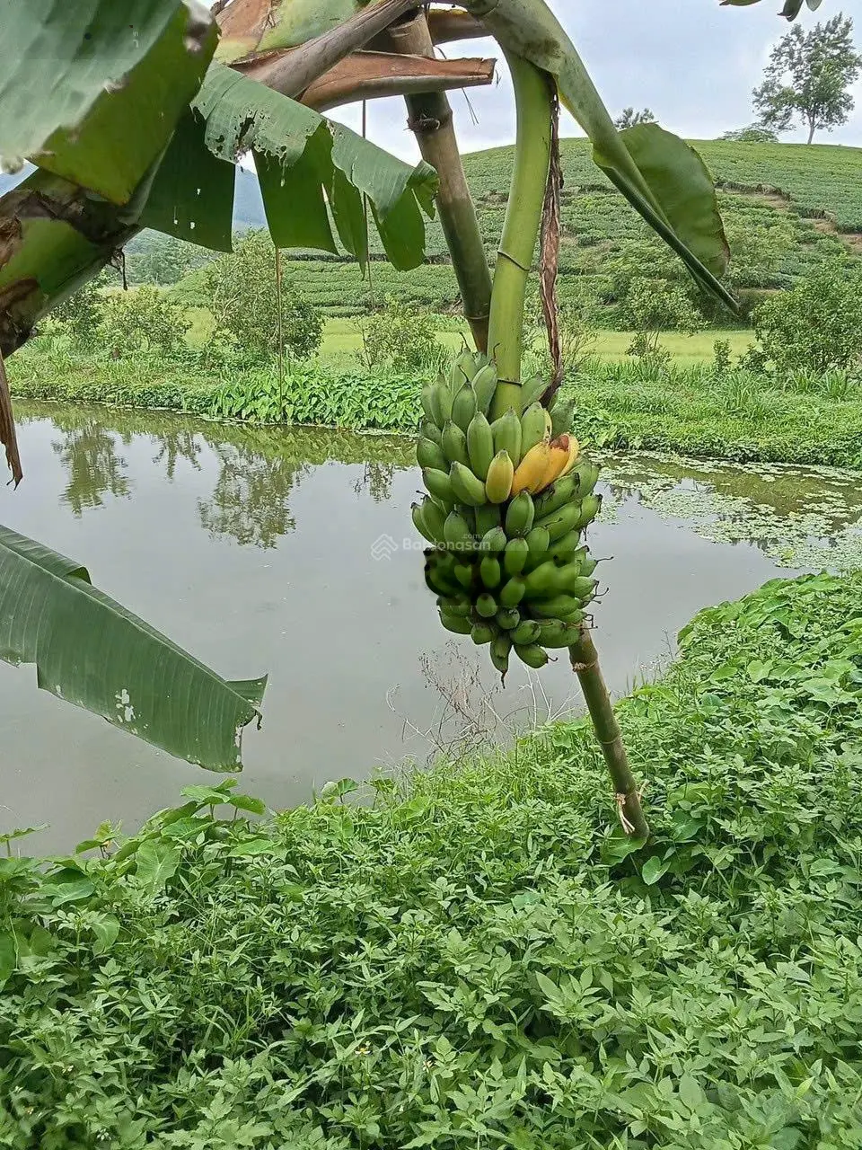 Bán trang trại (vườn, ao, chuồng) - Ngọc Lập, Yên Lập. Dt 9,600 m2 giá thương lượng