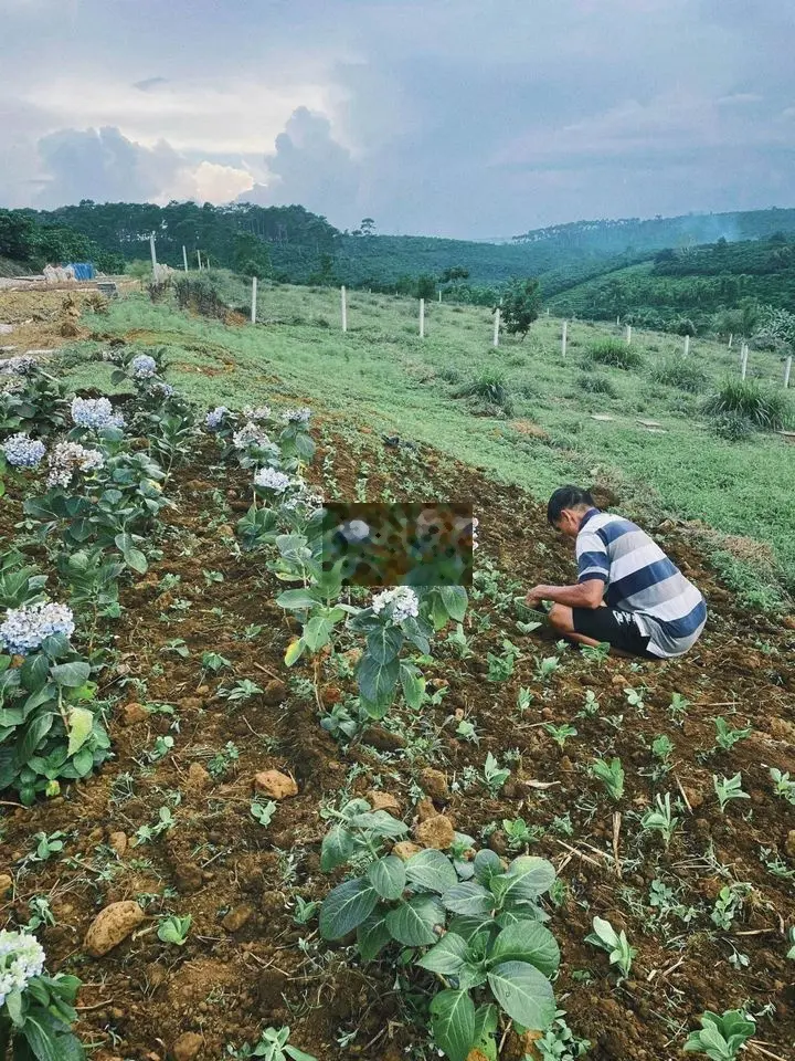 Rìa VSip, sau Suối và đang cho triển khai Farm 40x57 ra 236 hời k ạ ?