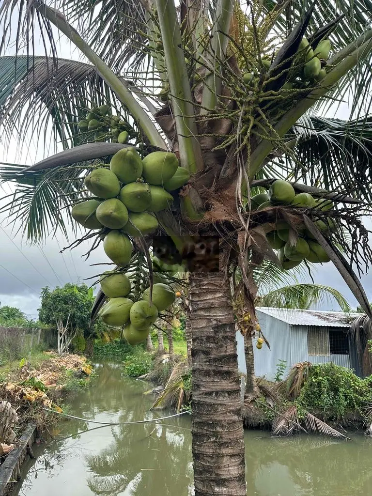 cần bán miếng vườn ở mong thọ