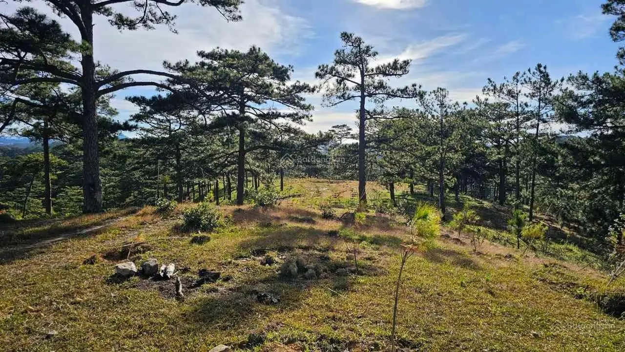 Hàng ngộp chính chủ bán rẻ 1200m2, tiện phân lô view đẹp TP. Bảo Lộc